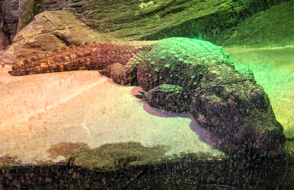 Crocodile Print
