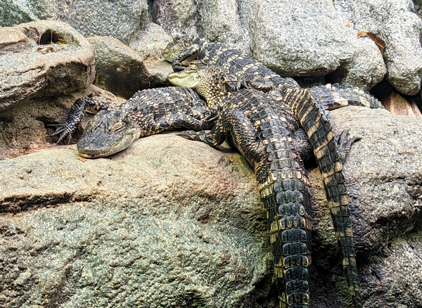 Crocodiles Print