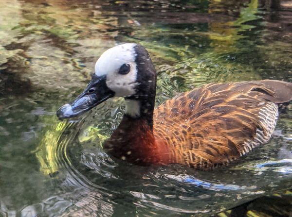 Duck Print