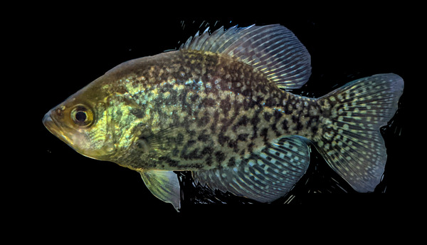 GoldenFish Print
