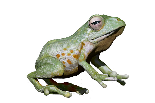 Greenfrog Print