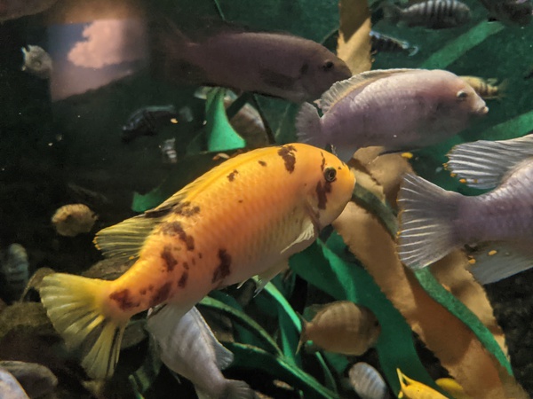 OrangeFish Print