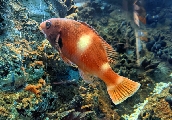 OrangeFishScene Print