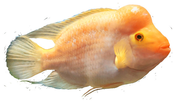OrangeFishs Print