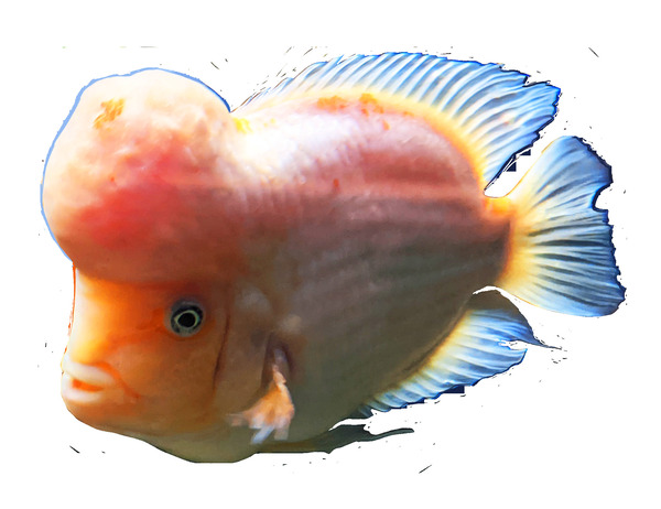OrangeFishs2 Print