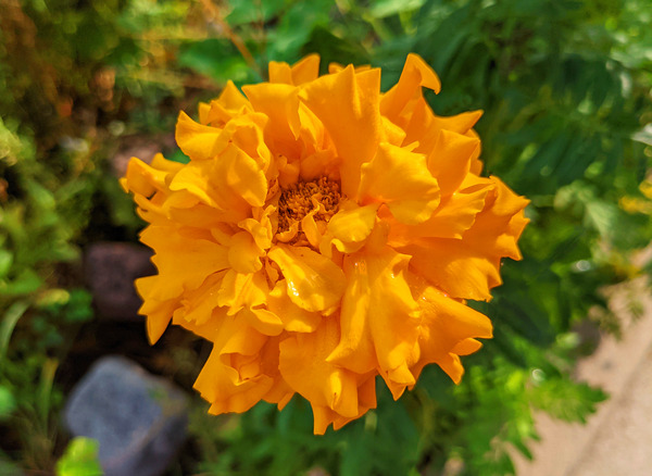 OrangeFlower Print