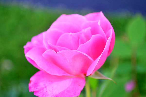 PinkFlower Print