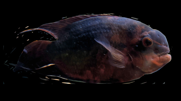 RedBlackFish Print