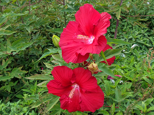 Red Flowers Print