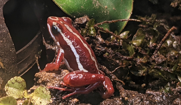 Red Frog Print