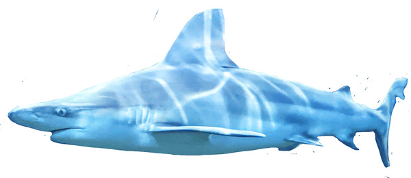 Shark Print