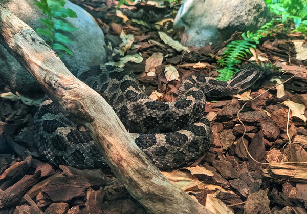 Snake Print