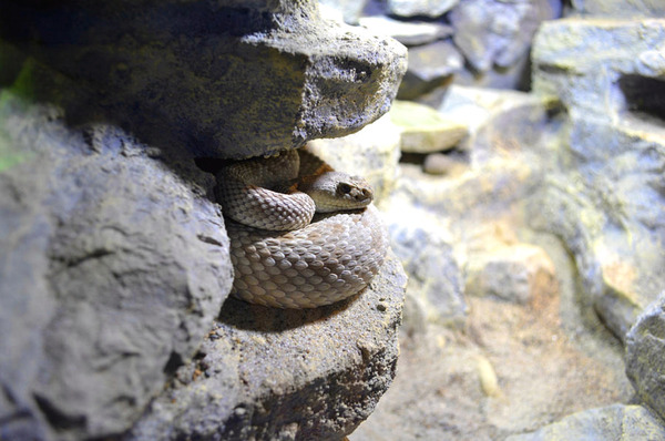 Snake Print