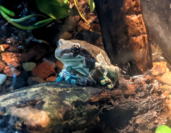 Toad Print