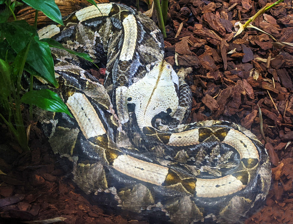 White Snake Print