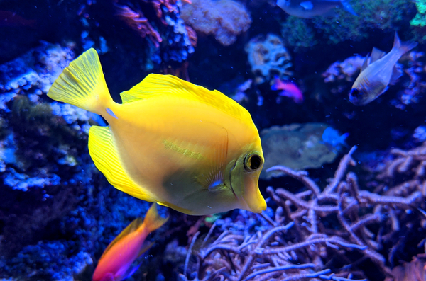 YellowFish Print