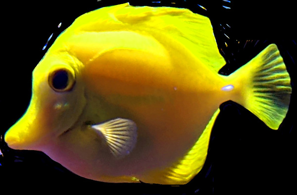 YellowFish3 Print
