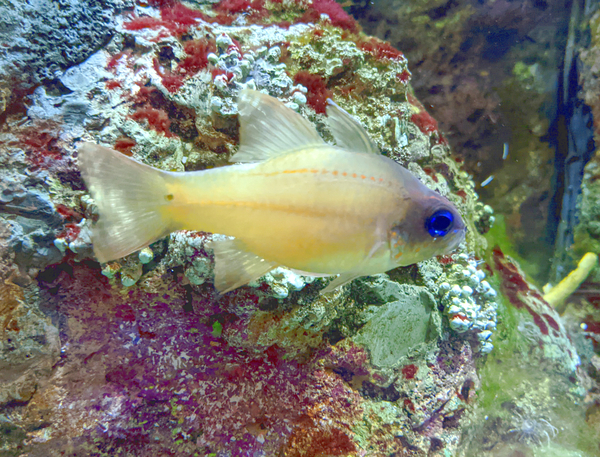 YellowFishCharacter Print