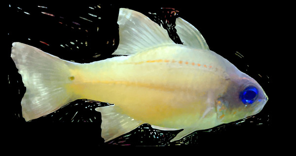 YellowFishCharacter2 Print