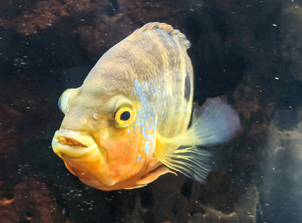 Yellow Orange Fish Print