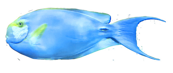 YellowandLightBlueFish Print