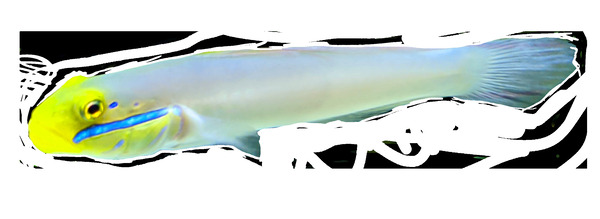 YellowandWhiteFish2 Print