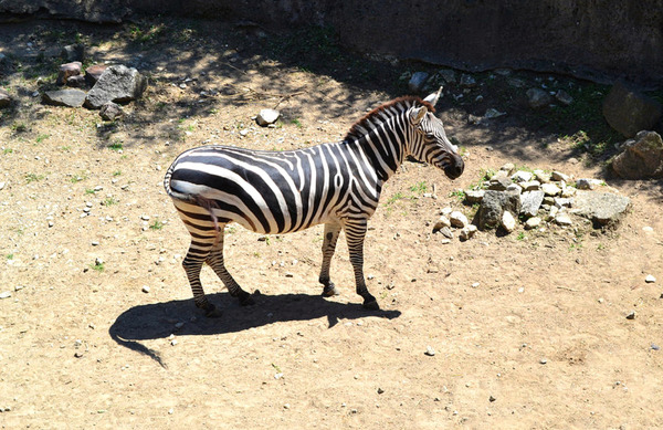 Zebra Print