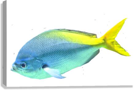 BlueYellow Canvas Print