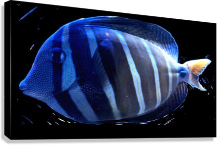 BlueStripedFish Canvas Print