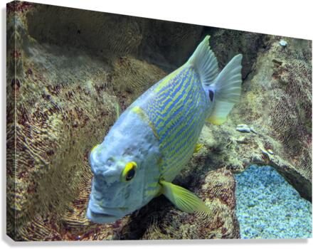 BlueYellowFish Canvas Print