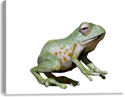 Greenfrog Canvas Print