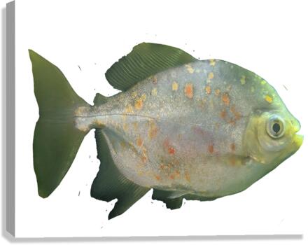 GreenFishwithSpecs Canvas Print