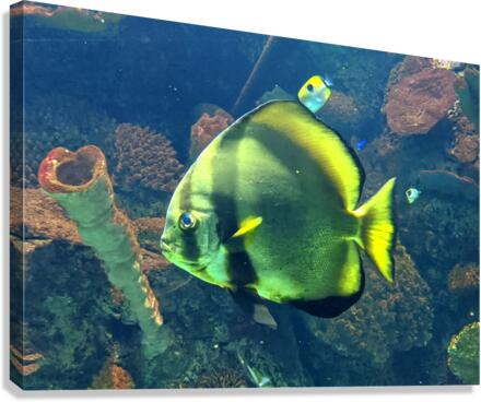 GreenFish Canvas Print