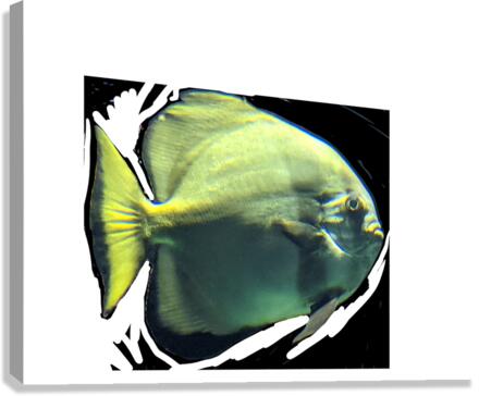 Fish02 Canvas Print
