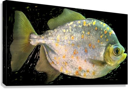 FishwithSpecs Canvas Print
