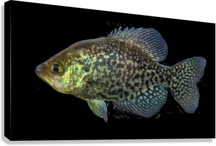GoldenFish Canvas Print