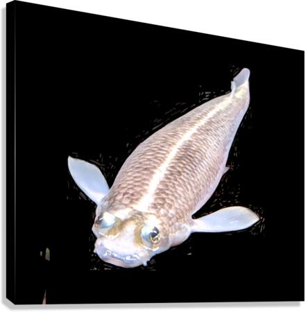 KoiFish3 Canvas Print