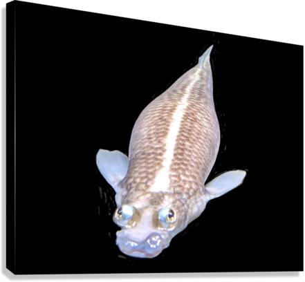 KoiFish2 Canvas Print