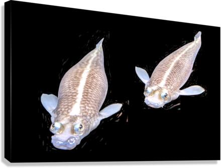 KoiFish1 Canvas Print
