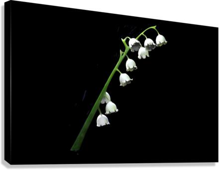 Lilly Canvas Print