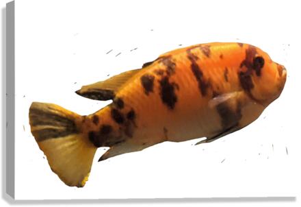 OrangeFish2 Canvas Print