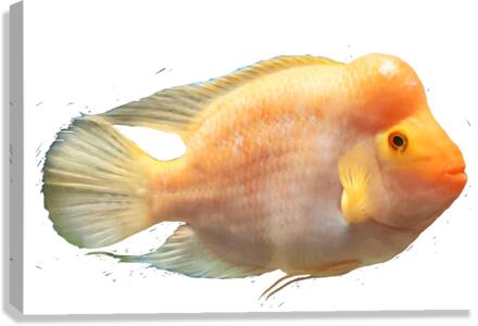 OrangeFishs Canvas Print