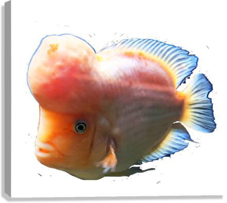 OrangeFishs2 Canvas Print