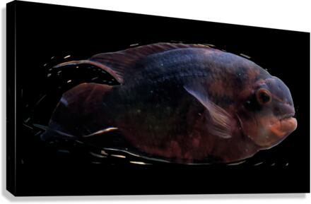 RedBlackFish Canvas Print