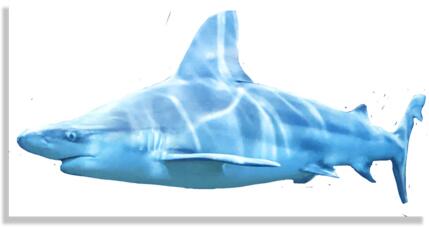 Shark Canvas Print