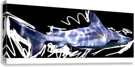 Shark1 Canvas Print