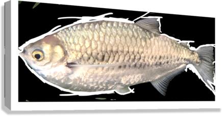 SilverFish Canvas Print