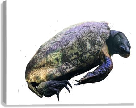 Turtle2 Canvas Print