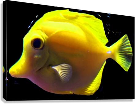 YellowFish3 Canvas Print