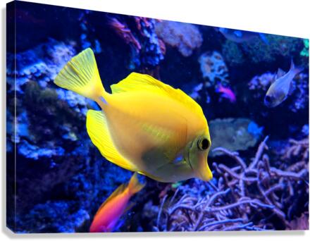 YellowFish Canvas Print